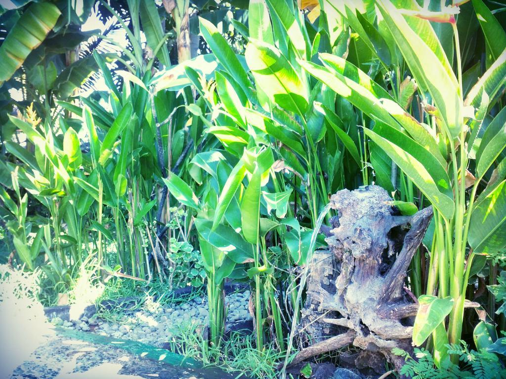 Jassri Homestay Pemuteran Exterior foto
